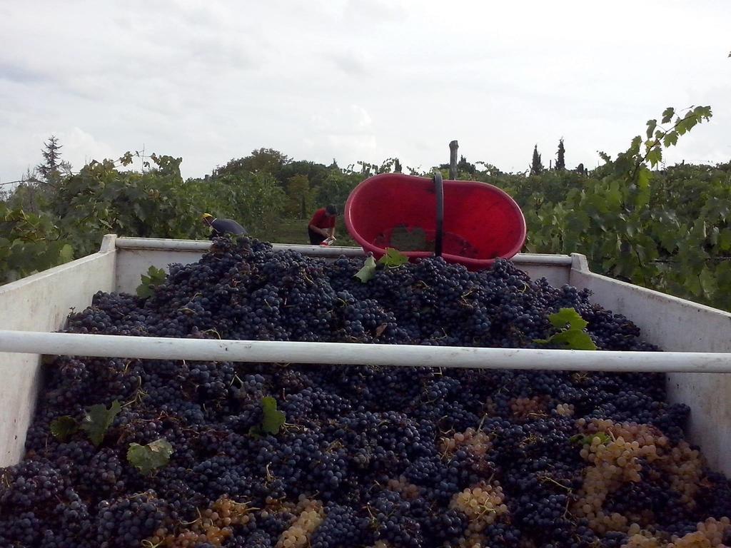 Agriturismo La Querce Rignano sullʼArno 部屋 写真