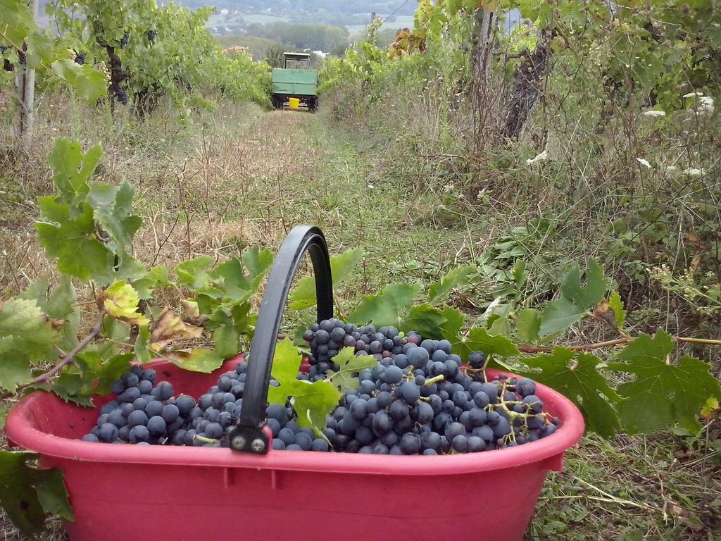 Agriturismo La Querce Rignano sullʼArno 部屋 写真