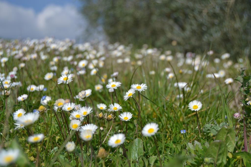 Agriturismo La Querce Rignano sullʼArno エクステリア 写真