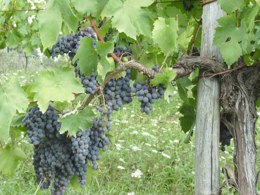 Agriturismo La Querce Rignano sullʼArno エクステリア 写真